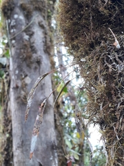 Pleurothallis acestrophylla