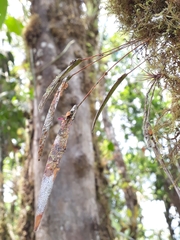 Pleurothallis acestrophylla