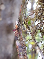 Pleurothallis acestrophylla