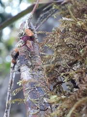 Pleurothallis acestrophylla