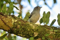 Thamnophilus caerulescens