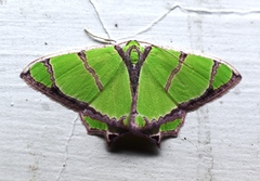 Agathia angustilimes