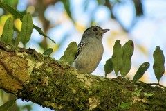 Thamnophilus caerulescens