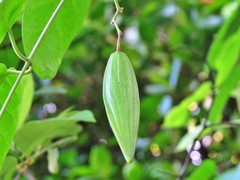 Vincetoxicum polyanthum