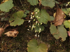 Heuchera puberula