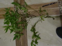 Bidens frondosa