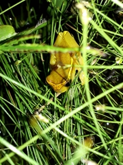 Dendropsophus bifurcus