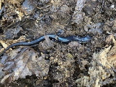 Plethodon chattahoochee