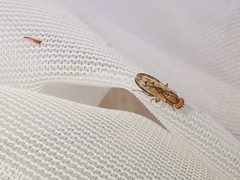 Opomyza petrei