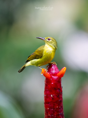Brown-Throated Sunbird photo 1
