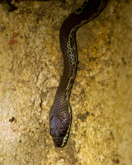Russell's Wolfsnake photo 1