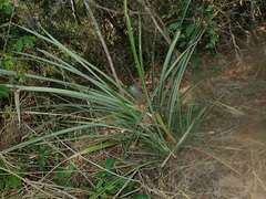 Ananas comosus comosus