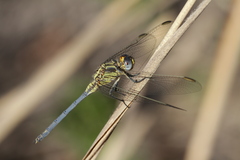 Orthetrum malgassicum