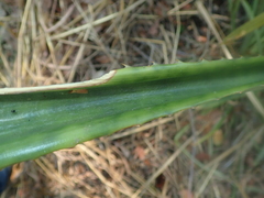 Ananas comosus comosus