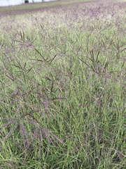 Dichanthium annulatum