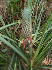 Ananas comosus comosus