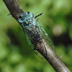 Adusella insignifera