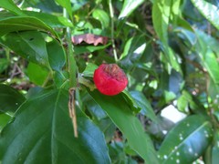 Cansjera leptostachya