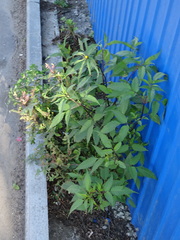 Bidens frondosa