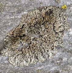 Image of Phaeophyscia decolor
