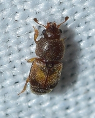 Carpophilus zeaphilus