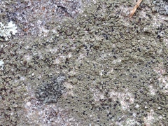 Bacidia granosa image