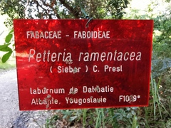 Petteria ramentacea