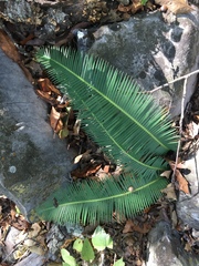 Dioon angustifolium