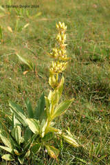 Gentiana lutea lutea