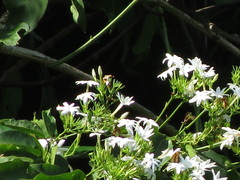Jasminum elongatum