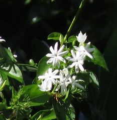 Jasminum elongatum