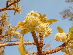 Aspidosperma tomentosum