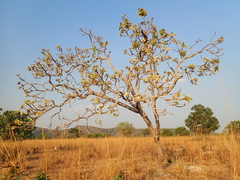 Aspidosperma tomentosum