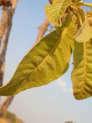 Aspidosperma tomentosum