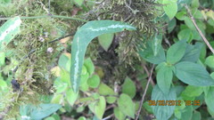 Passiflora colinvauxii