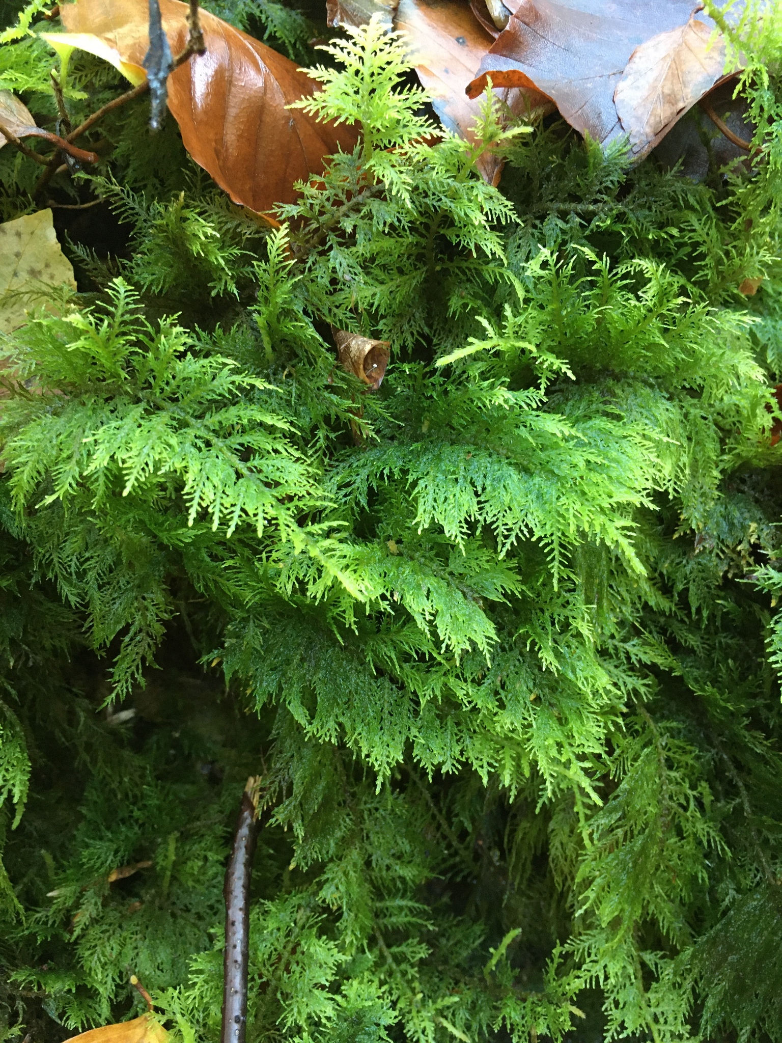 Thuidium tamariscinum