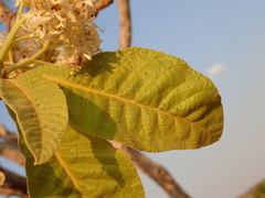 Aspidosperma tomentosum