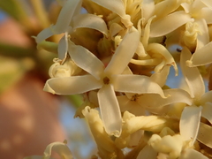 Aspidosperma tomentosum
