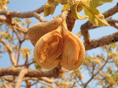 Aspidosperma tomentosum