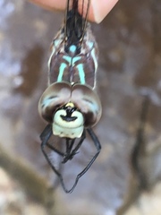 Aeshna walkeri