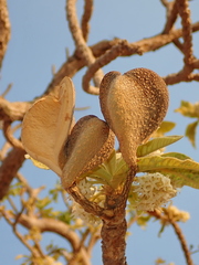 Aspidosperma tomentosum