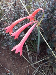Cyrtanthus contractus