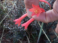 Cyrtanthus contractus