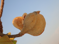 Aspidosperma tomentosum