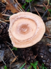 Lactarius zonarius