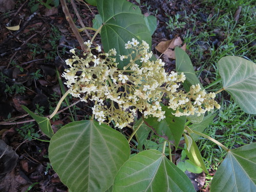 Aleurites rockinghamensis (Baill.) P.I.Forst.