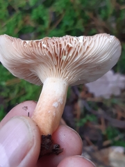 Lactarius zonarius