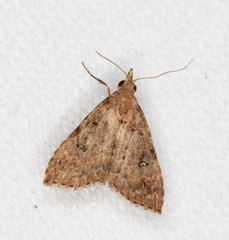 Tolpiodes oligolasia