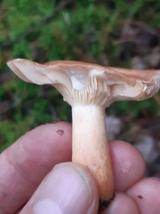 Lactarius zonarius