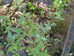 Bidens frondosa